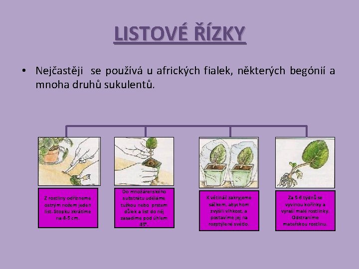 LISTOVÉ ŘÍZKY • Nejčastěji se používá u afrických fialek, některých begónií a mnoha druhů
