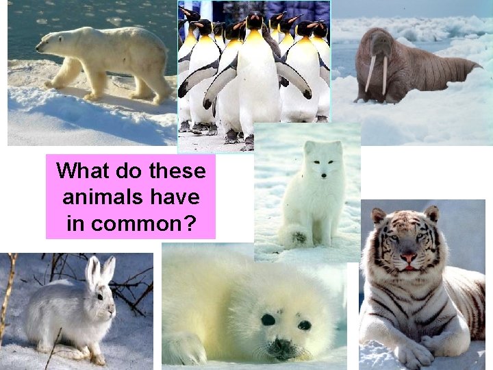 What do these animals have in common? 
