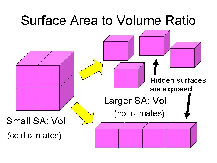 Surface Area to Volume Ratio Hidden surfaces are exposed Larger SA: Vol Small SA: Surface Area to Volume Ratio Hidden surfaces are exposed Larger SA: Vol Small SA: