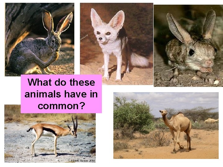 What do these animals have in common? 