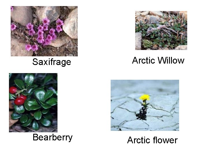 Saxifrage Bearberry Arctic Willow Arctic flower 