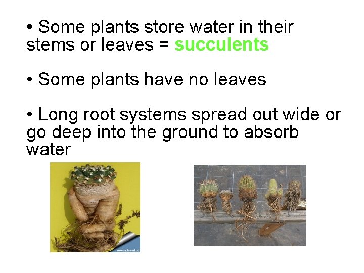  • Some plants store water in their stems or leaves = succulents •