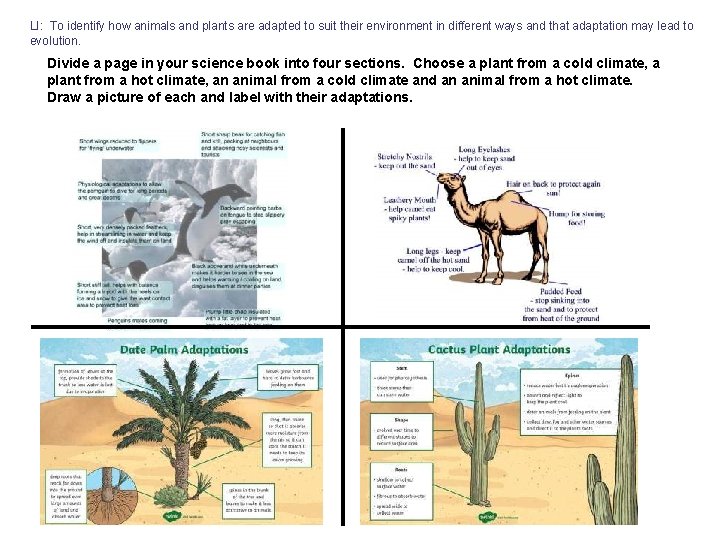 LI: To identify how animals and plants are adapted to suit their environment in