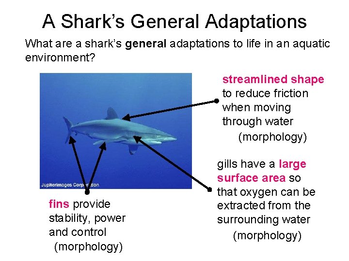 A Shark’s General Adaptations What are a shark’s general adaptations to life in an