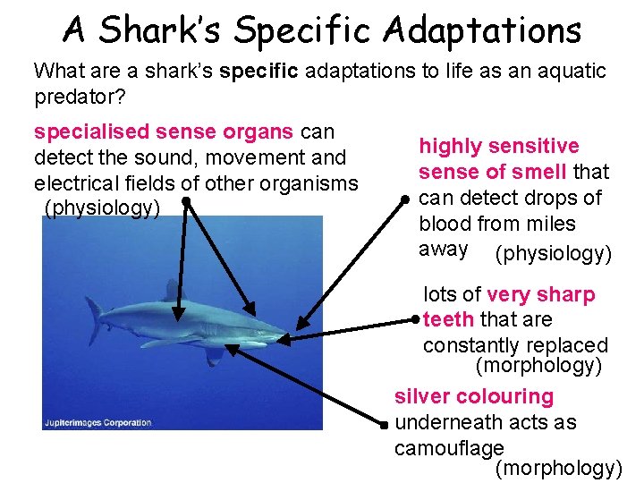 A Shark’s Specific Adaptations What are a shark’s specific adaptations to life as an