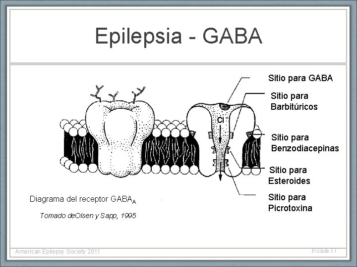 Epilepsia - GABA Sitio para Barbitúricos Sitio para Benzodiacepinas Sitio para Esteroides Diagrama del