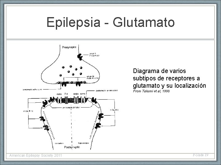 Epilepsia - Glutamato Diagrama de varios subtipos de receptores a glutamato y su localización
