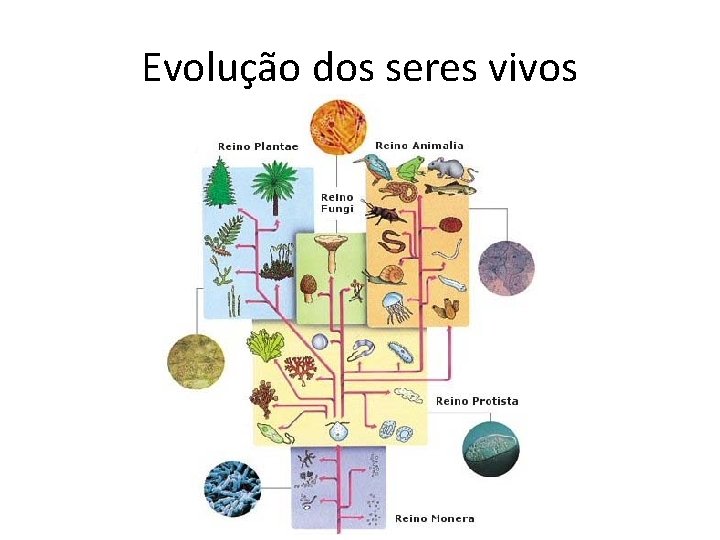 Evolução dos seres vivos 