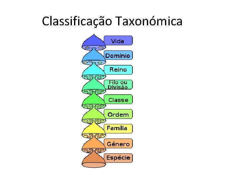 Classificação Taxonómica 