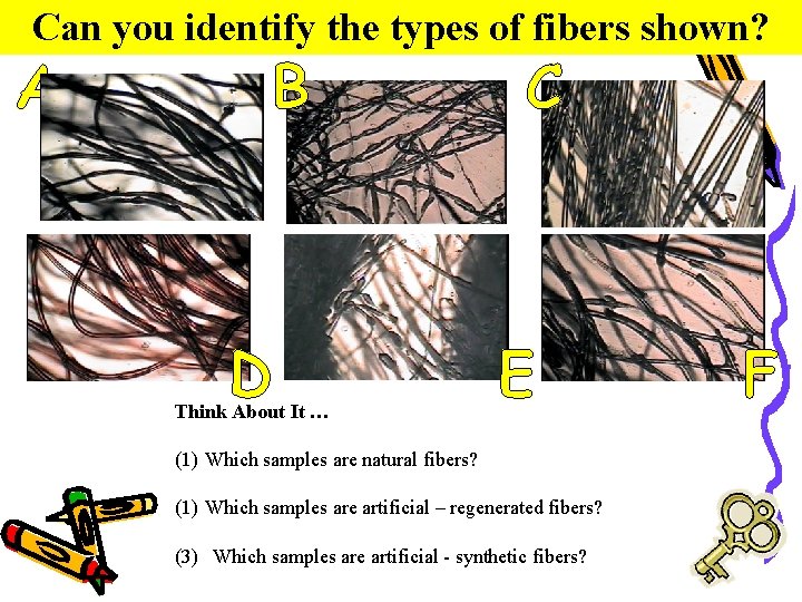 Can you identify the types of fibers shown? A B D Think About It