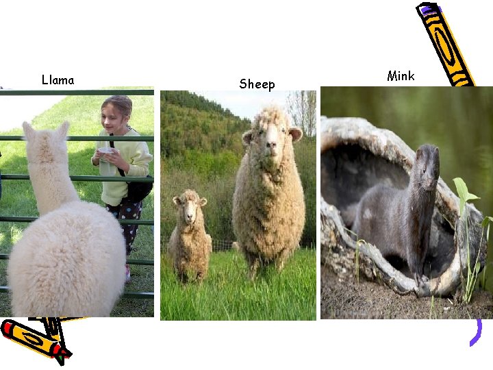 Llama Sheep Mink 