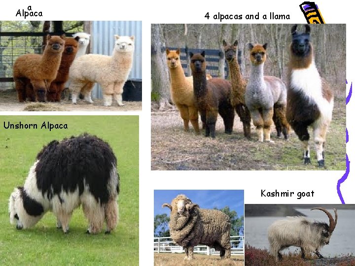 a Alpaca 4 alpacas and a llama Unshorn Alpaca Kashmir goat 