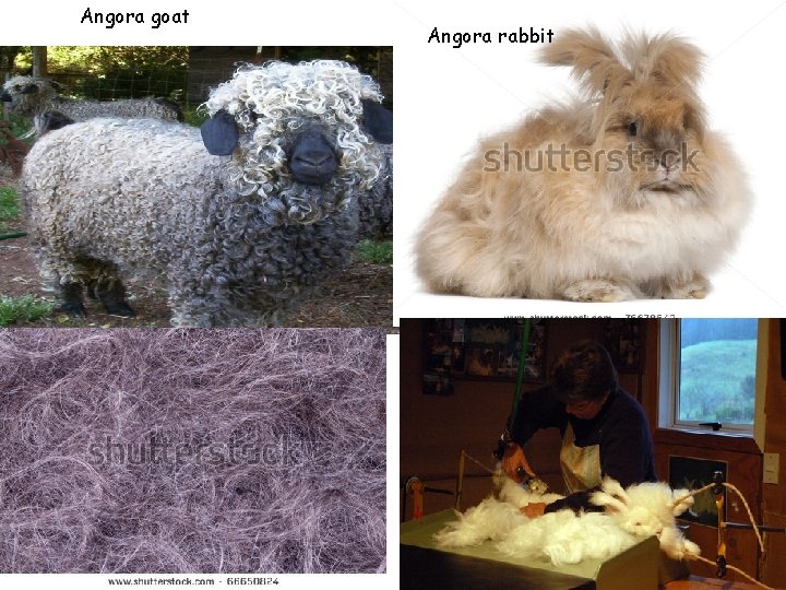 Angora goat Angora rabbit 