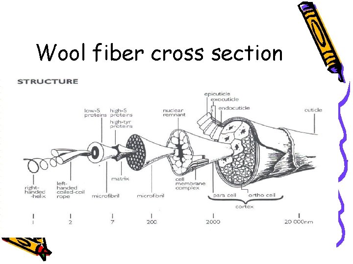 Wool fiber cross section 