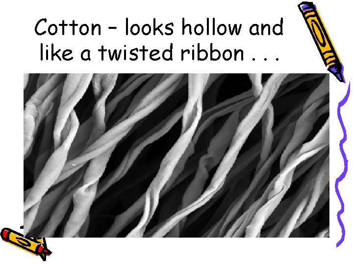 Cotton – looks hollow and like a twisted ribbon. . . 