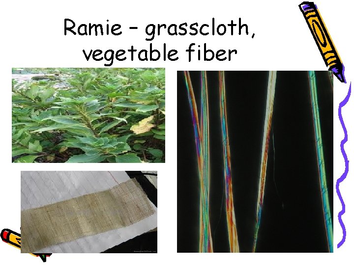 Ramie – grasscloth, vegetable fiber 