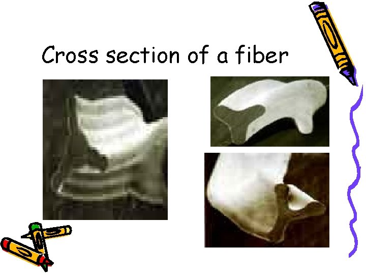 Cross section of a fiber 