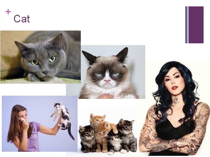 + Cat 