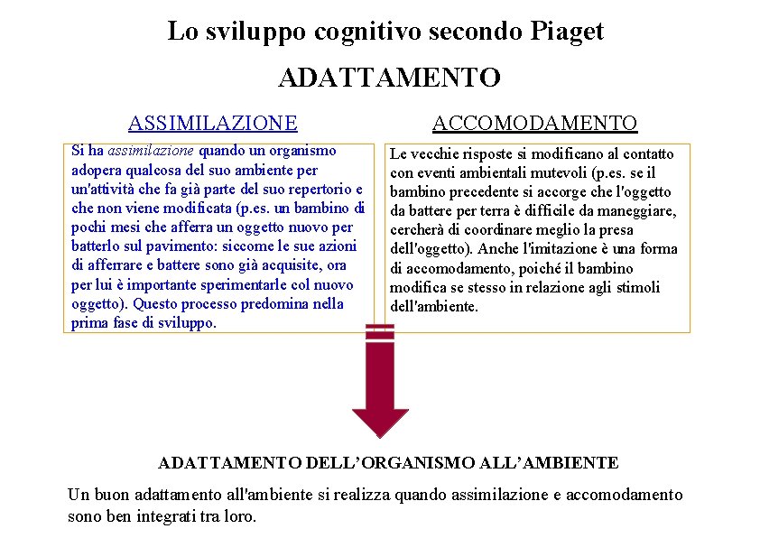 Lo sviluppo cognitivo secondo Piaget ADATTAMENTO ASSIMILAZIONE Si ha assimilazione quando un organismo adopera