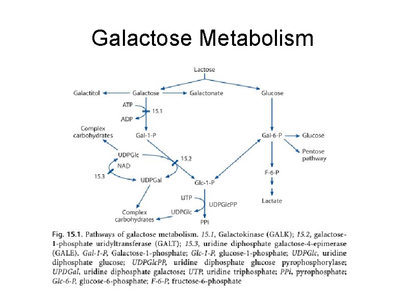 Galactose Metabolism 