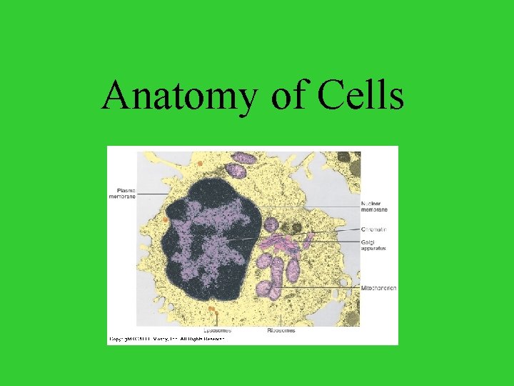 Anatomy of Cells 