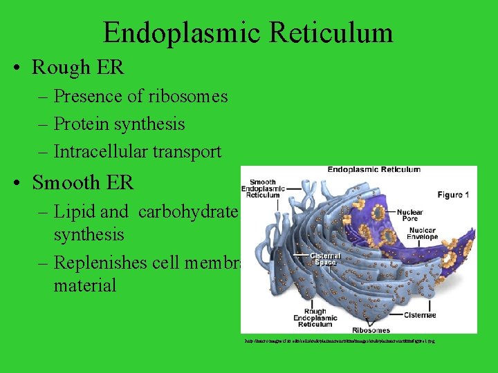 Endoplasmic Reticulum • Rough ER – Presence of ribosomes – Protein synthesis – Intracellular