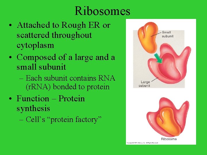 Ribosomes • Attached to Rough ER or scattered throughout cytoplasm • Composed of a