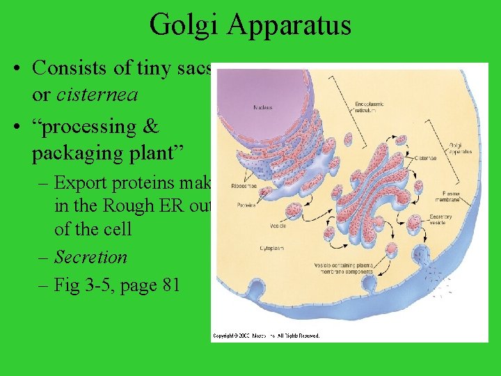 Golgi Apparatus • Consists of tiny sacs or cisternea • “processing & packaging plant”