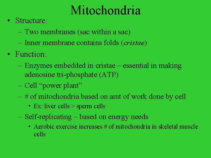  • Structure: Mitochondria – Two membranes (sac within a sac) – Inner membrane