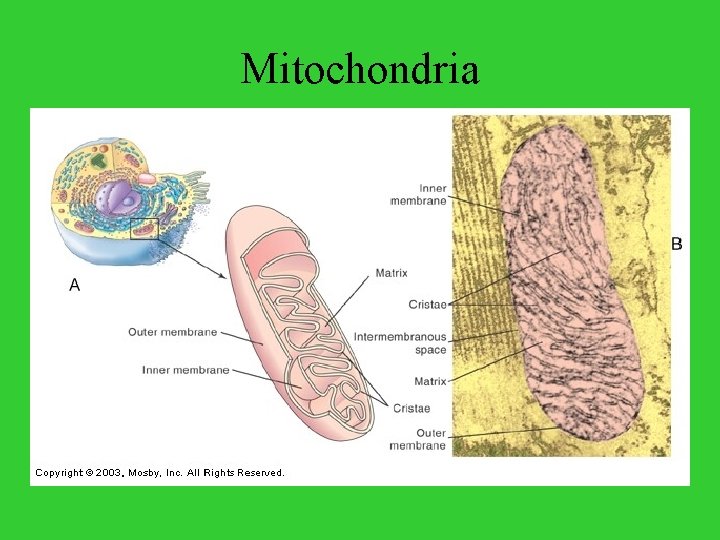 Mitochondria 