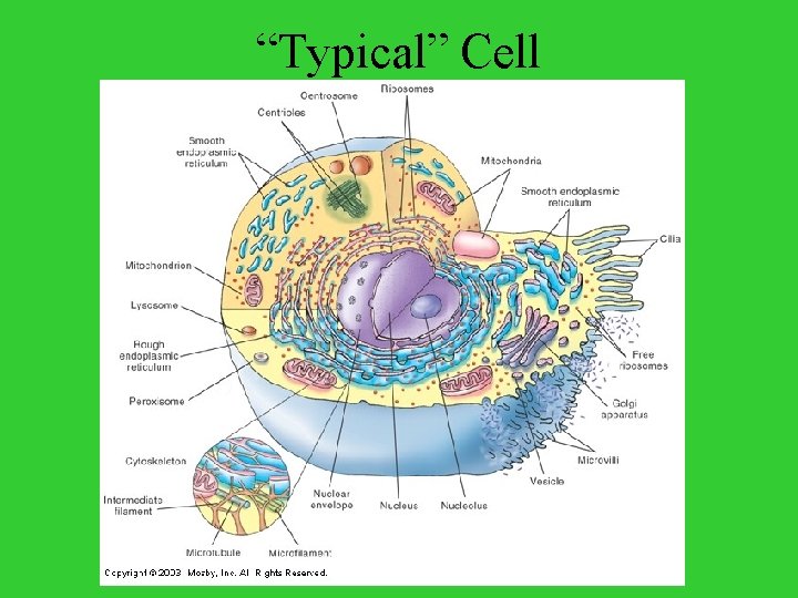“Typical” Cell 
