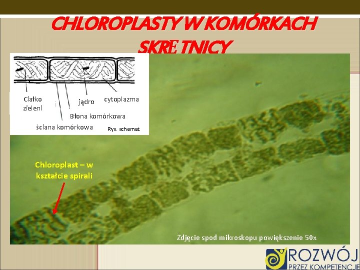 CHLOROPLASTY W KOMÓRKACH SKRĘTNICY Ciałko zieleni jądro cytoplazma Błona komórkowa ściana komórkowa Rys. schemat.