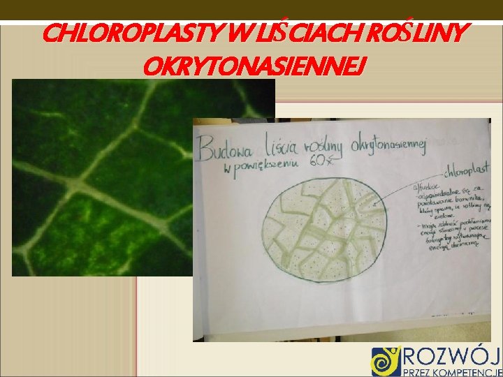 CHLOROPLASTY W LIŚCIACH ROŚLINY OKRYTONASIENNEJ 