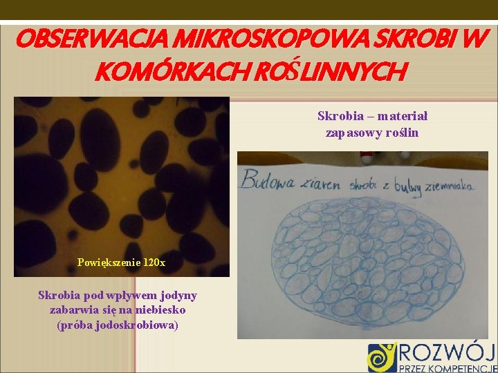 OBSERWACJA MIKROSKOPOWA SKROBI W KOMÓRKACH ROŚLINNYCH Skrobia – materiał zapasowy roślin Powiększenie 120 x