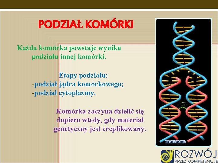 PODZIAŁ KOMÓRKI Każda komórka powstaje wyniku podziału innej komórki. Etapy podziału: -podział jądra komórkowego;