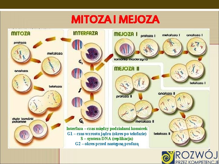 MITOZA I MEJOZA Interfaza – czas między podziałami komórek G 1 – czas wzrostu