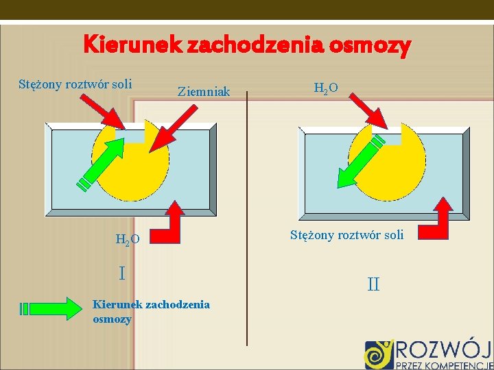 Kierunek zachodzenia osmozy Stężony roztwór soli Ziemniak H 2 O I Kierunek zachodzenia osmozy