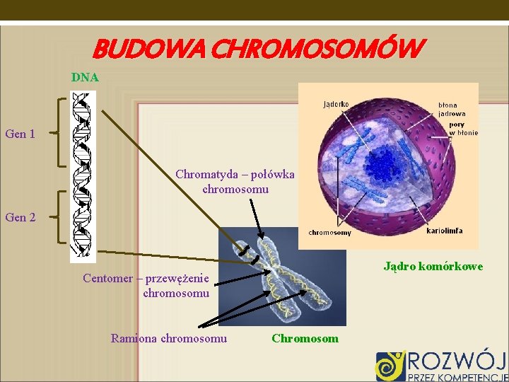 BUDOWA CHROMOSOMÓW DNA Gen 1 Chromatyda – połówka chromosomu Gen 2 Jądro komórkowe Centomer