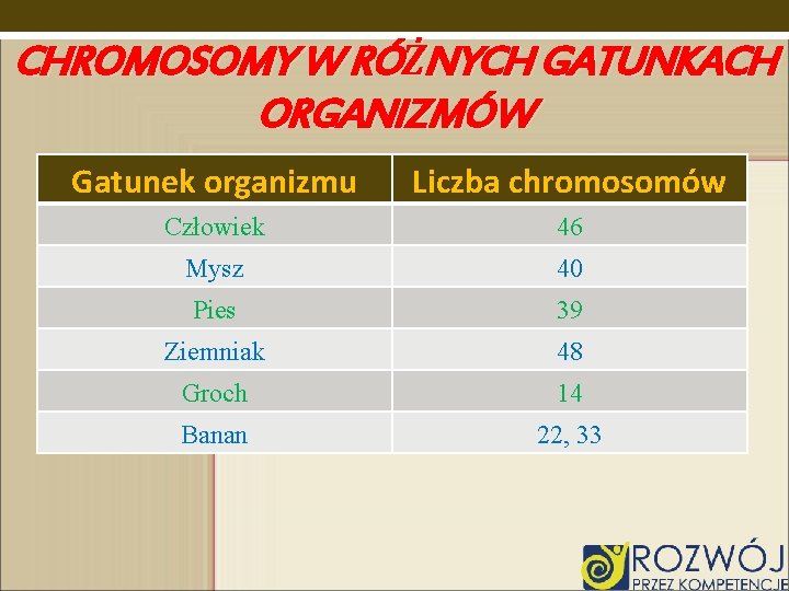 CHROMOSOMY W RÓŻNYCH GATUNKACH ORGANIZMÓW Gatunek organizmu Liczba chromosomów Człowiek 46 Mysz 40 Pies