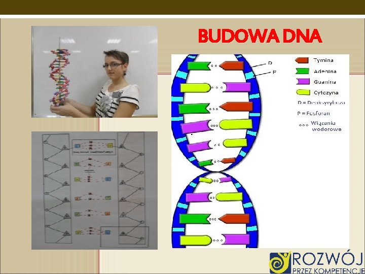 BUDOWA DNA 