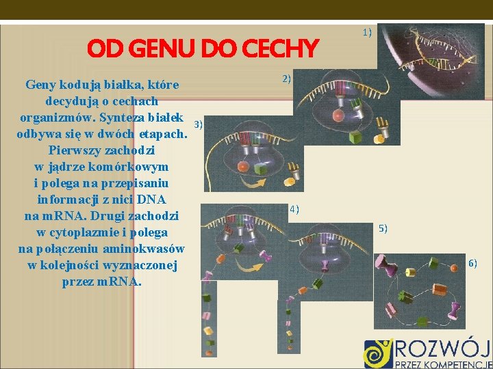 OD GENU DO CECHY Geny kodują białka, które decydują o cechach organizmów. Synteza białek OD GENU DO CECHY Geny kodują białka, które decydują o cechach organizmów. Synteza białek