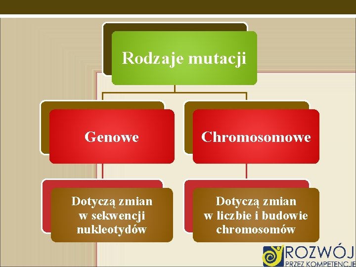 Rodzaje mutacji Genowe Chromosomowe Dotyczą zmian w sekwencji nukleotydów Dotyczą zmian w liczbie i