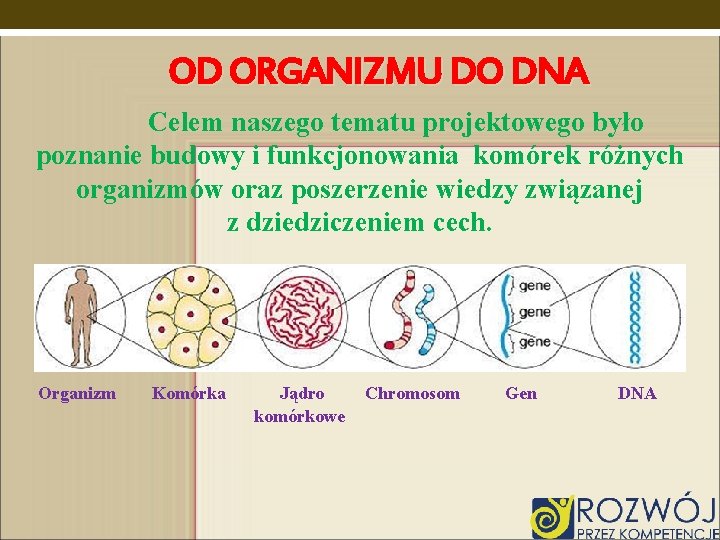 OD ORGANIZMU DO DNA Celem naszego tematu projektowego było poznanie budowy i funkcjonowania komórek