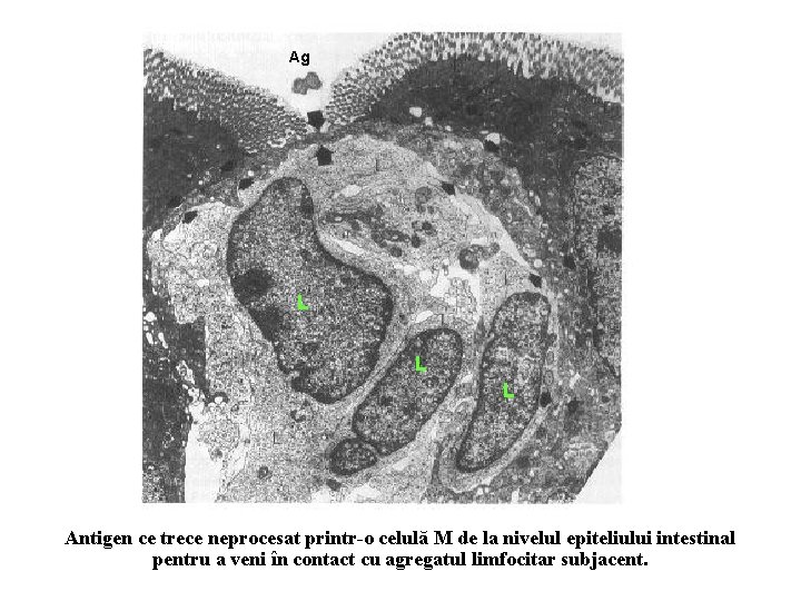Ag L L L Antigen ce trece neprocesat printr-o celulă M de la nivelul