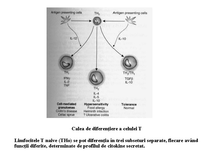 Calea de diferenţiere a celulei T Limfocitele T naive (THo) se pot diferenţia în