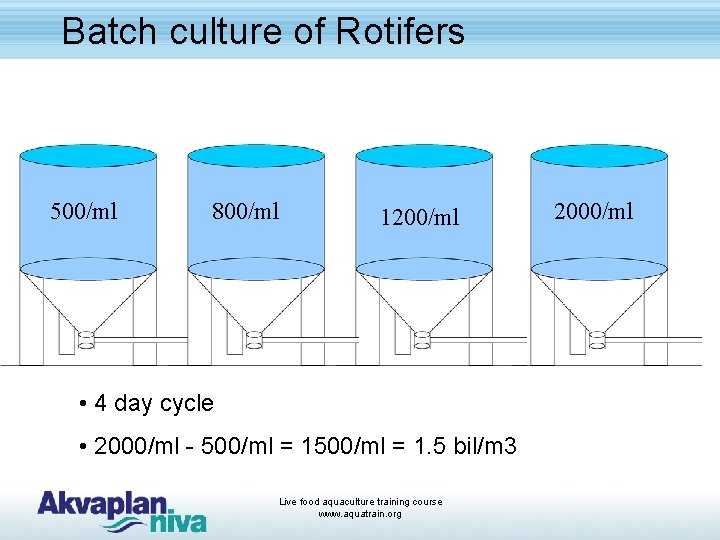 Batch culture of Rotifers 500/ml 800/ml 1200/ml • 4 day cycle • 2000/ml -