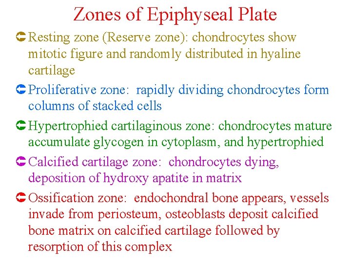 Zones of Epiphyseal Plate Û Resting zone (Reserve zone): chondrocytes show mitotic figure and