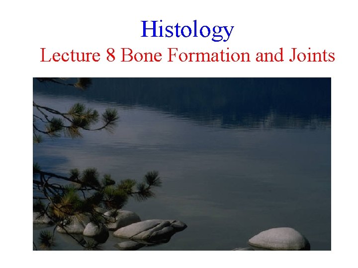 Histology Lecture 8 Bone Formation and Joints 