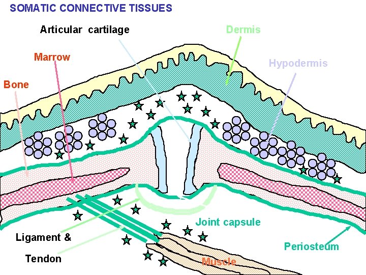 SOMATIC CONNECTIVE TISSUES Articular cartilage Dermis Marrow Hypodermis Bone Joint capsule Ligament & Tendon