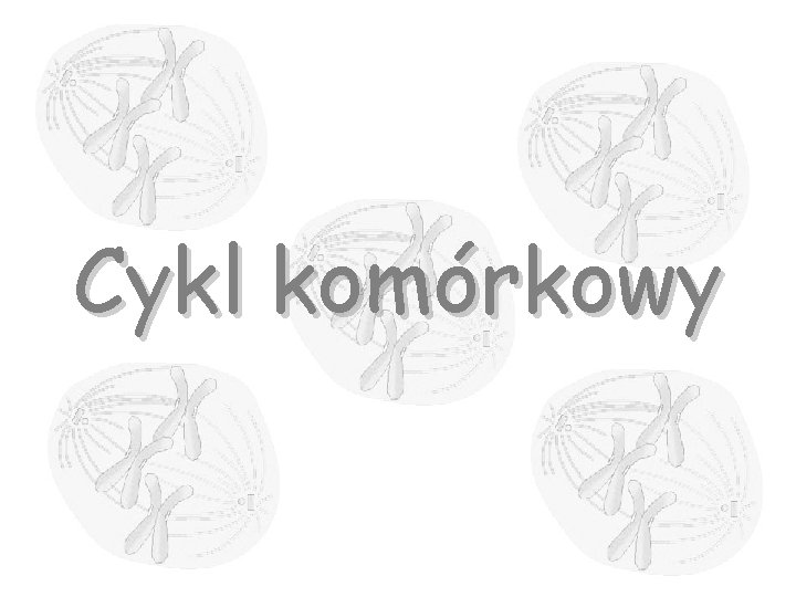 Cykl komórkowy 